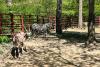Animale noi, la Grădina Zoologică Sibiu: Imagini inedite cu cei doi lupi albi, gazela Oryx și ursul brun | "Noii locuitori s-au adaptat perfect" 900904