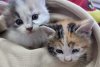 "Respect, oameni buni!". Doi pui de pisică, salvați de pompierii din Constanţa. Au rămas captivi în țevile de la subsolul unui bloc 902578