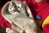 "Respect, oameni buni!". Doi pui de pisică, salvați de pompierii din Constanţa. Au rămas captivi în țevile de la subsolul unui bloc 902579