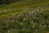 Imagini uimitoare cu "Muntele cu Narcise" din România. Locul e rupt din basme 904573