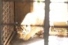 Doi pui de tigru siberian, specie pe cale de dispariție, s-au născut la Grădina Zoologică Oradea 908024
