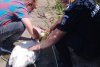 O lebădă cu pui, care se agăţase într-un cârlig de pescuit pe Lacul Neptun, a fost salvată de jandarmi 908527