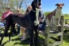 A murit Kevin, cel mai înalt câine din lume: „Era întruchiparea uriașului blând” 909251