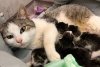 "Pe ea nu a mai vrut-o nimeni". Miţi, pisica din Iaşi, care a mers singură la spital să îşi nască puii, caută un stăpân 910142