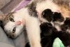 "Pe ea nu a mai vrut-o nimeni". Miţi, pisica din Iaşi, care a mers singură la spital să îşi nască puii, caută un stăpân 910143
