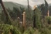 VIDEO Maramureșul, devastat de furtuni: Un bărbat a murit lovit de fulger. O pădure a fost doborâtă de vânt 910532