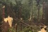 VIDEO Maramureșul, devastat de furtuni: Un bărbat a murit lovit de fulger. O pădure a fost doborâtă de vânt 910533