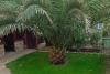 Grădina exotică a unui electrician din Teleorman a ajuns virală pe internet: Mircea a început să planteze palmieri și bananieri acum 16 ani 912757