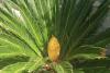Grădina exotică a unui electrician din Teleorman a ajuns virală pe internet: Mircea a început să planteze palmieri și bananieri acum 16 ani 912762