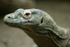 Dragonii de Komodo au dinţi de fier. Studiu: „Această caracteristică nu a mai fost semnalată niciodată la o reptilă carnivoră” 914310