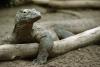 Dragonii de Komodo au dinţi de fier. Studiu: „Această caracteristică nu a mai fost semnalată niciodată la o reptilă carnivoră” 914315