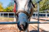 Adăpostul din Capitală unde bucureștenii pot vizita gratuit zeci de cai salvați din situații limită: „Sunt dornici de companie” 914821