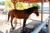 Adăpostul din Capitală unde bucureștenii pot vizita gratuit zeci de cai salvați din situații limită: „Sunt dornici de companie” 914822