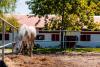 Adăpostul din Capitală unde bucureștenii pot vizita gratuit zeci de cai salvați din situații limită: „Sunt dornici de companie” 914823