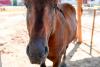 Adăpostul din Capitală unde bucureștenii pot vizita gratuit zeci de cai salvați din situații limită: „Sunt dornici de companie” 914824