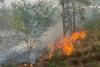  Incendiu masiv în Giurgiu. 40 de hectare din zona pădurii Bălănoaia au ars. Pompierii au fost chemați din timpul liber 915794