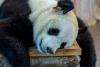 O grădină zoologică din Finlanda trimite înapoi în China doi panda și dă vina pe inflație  925168