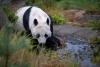 O grădină zoologică din Finlanda trimite înapoi în China doi panda și dă vina pe inflație  925169