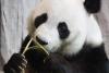 O grădină zoologică din Finlanda trimite înapoi în China doi panda și dă vina pe inflație  925170