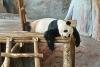 O grădină zoologică din Finlanda trimite înapoi în China doi panda și dă vina pe inflație  925172