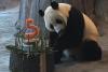 O grădină zoologică din Finlanda trimite înapoi în China doi panda și dă vina pe inflație  925175