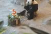 O grădină zoologică din Finlanda trimite înapoi în China doi panda și dă vina pe inflație  925176