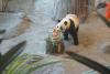 O grădină zoologică din Finlanda trimite înapoi în China doi panda și dă vina pe inflație  925177