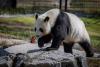 O grădină zoologică din Finlanda trimite înapoi în China doi panda și dă vina pe inflație  925179