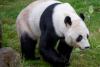 O grădină zoologică din Finlanda trimite înapoi în China doi panda și dă vina pe inflație  925180