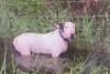 Un câine a fost legat de un stâlp şi abandonat în apă de stăpân în timpul uraganului Milton din Florida. Individul a fost arestat 929163